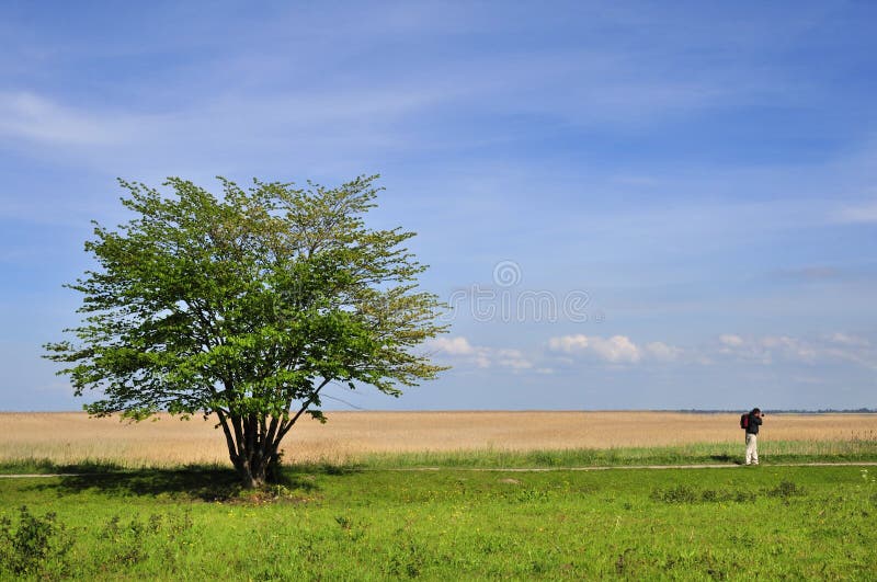 Lone tree för bygd arkivfoton