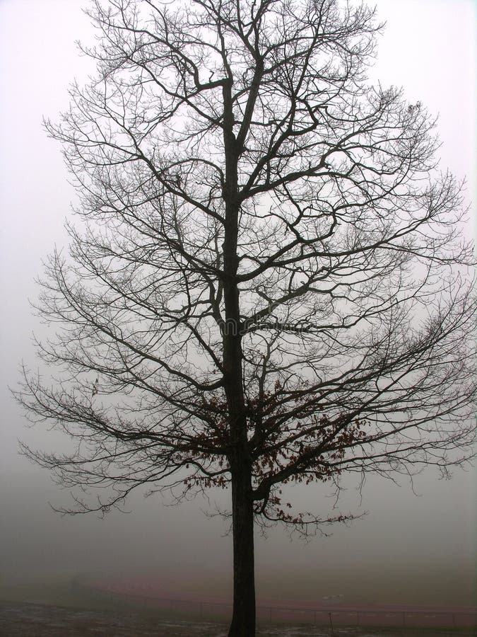 Lone tree för dimma royaltyfria bilder