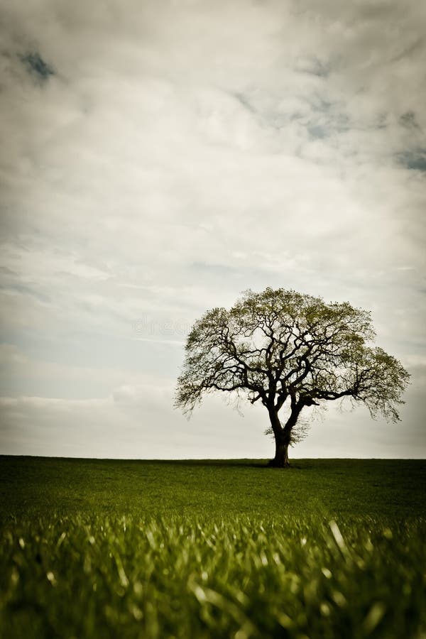 Lone tree för fält fotografering för bildbyråer