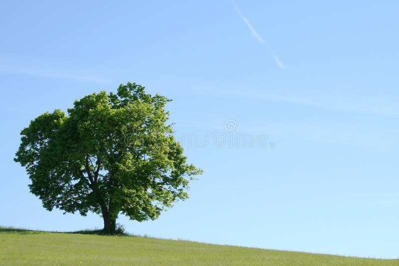 Lone tree för fält royaltyfri fotografi