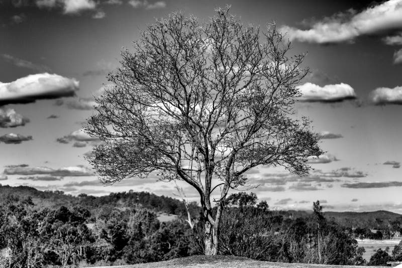 Lone tree Gresford Hunter Valley NSW Australia. Tree landcsape stock images, royalty-free photos and pictures