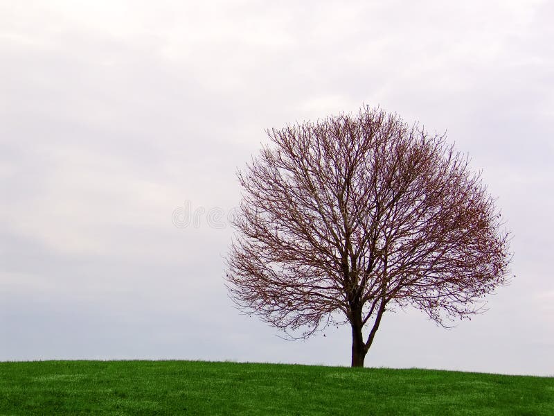 Lone tree on the horizon stock image