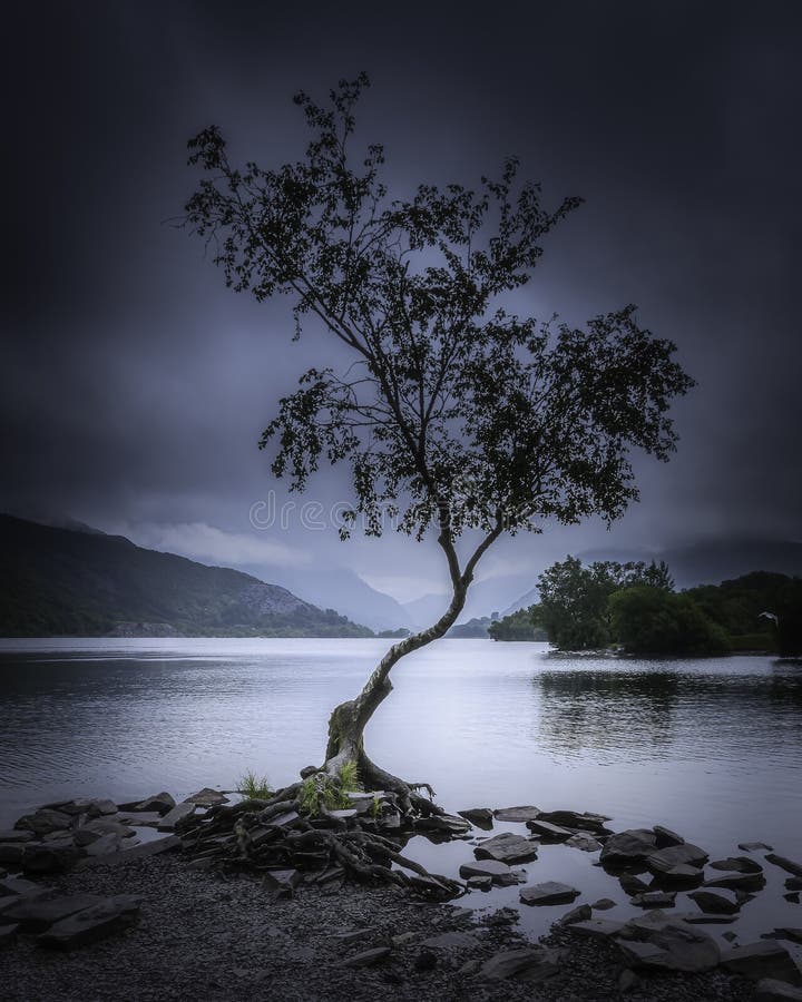 Lone tree on Llyn Padarn lakeshore