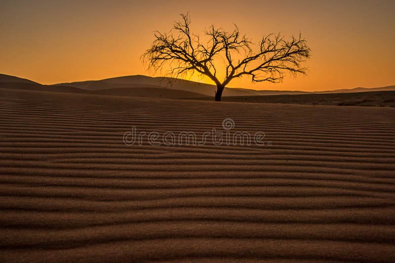 Lone tree in the Namib desert of Namibia stock image