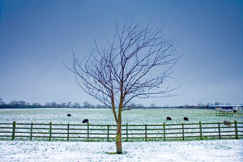 Lone tree next to a wintery field with black sheep