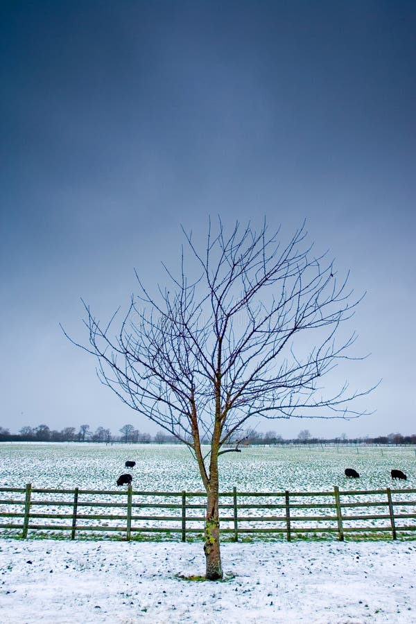 Lone tree next to a wintery field with black sheep