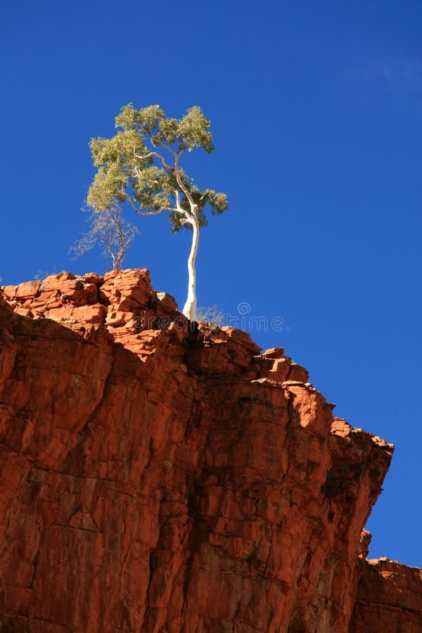 Lone Tree - Ormiston Gorge, Australia royalty free stock photos