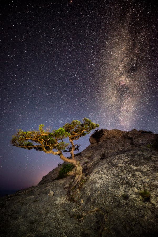 A lone tree on the rock and Milky Way above it