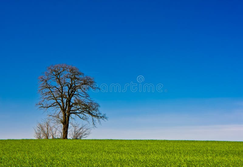 Lone tree rural landscape