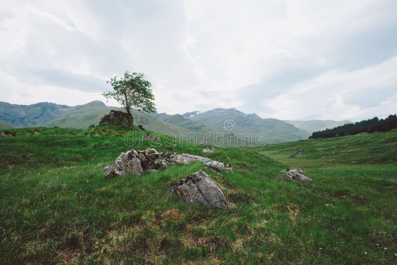 Lone Tree, Scotland stock image