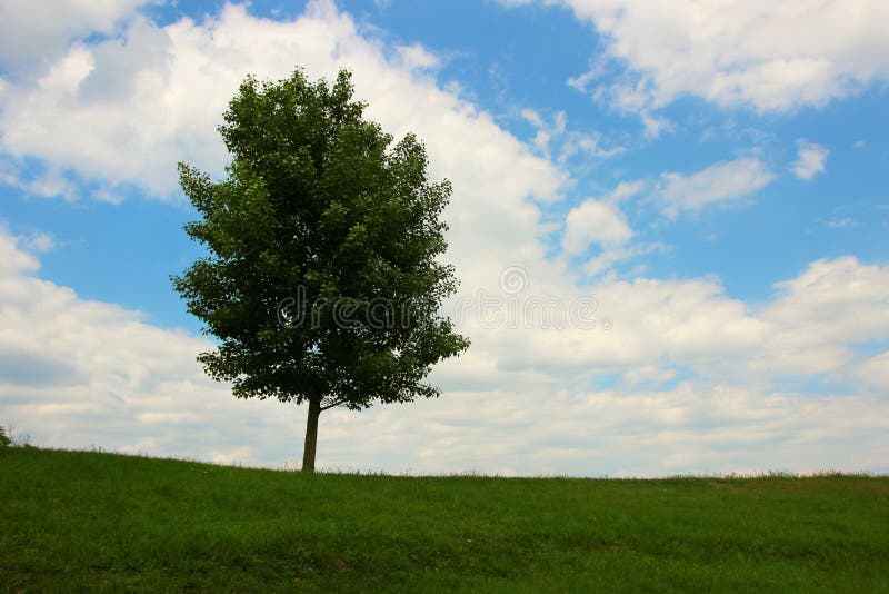 Lone tree against the sky stock image. Image of clouds 6310587