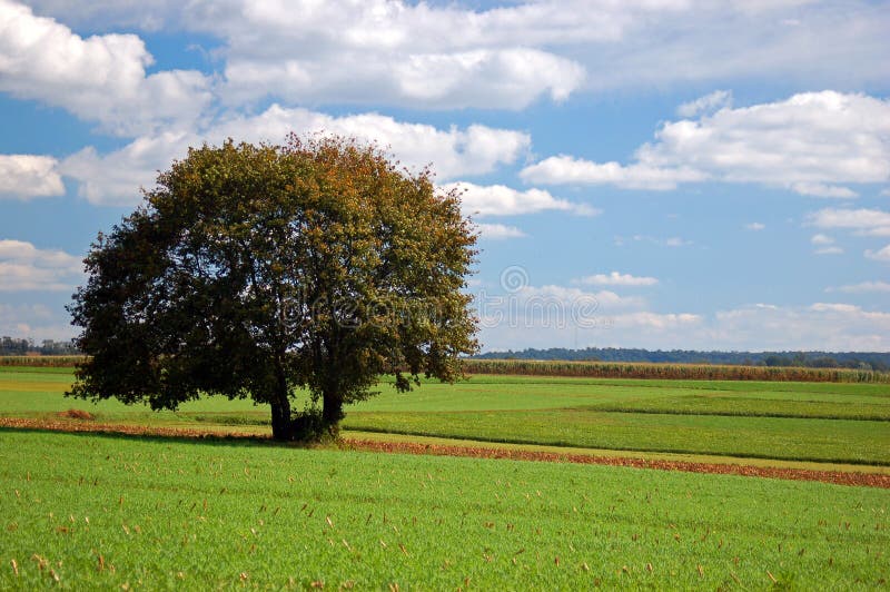 Fertile farmland Landscape stock image. Image of attraction 232038041