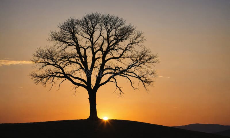 A lone tree stands tall against the setting sun, casting a silhouette against the orange sky stock photos