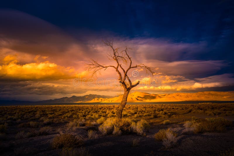 Lone Tree at Sunset Pyramid Lake