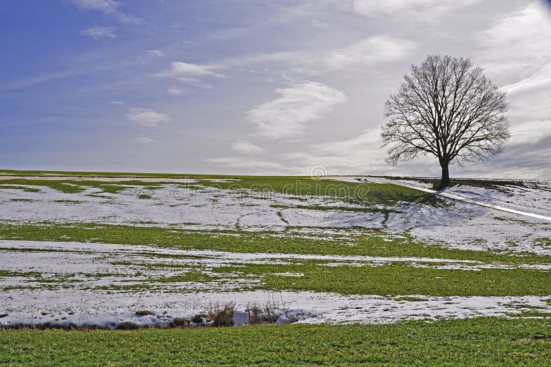 Lone tree in thaw period