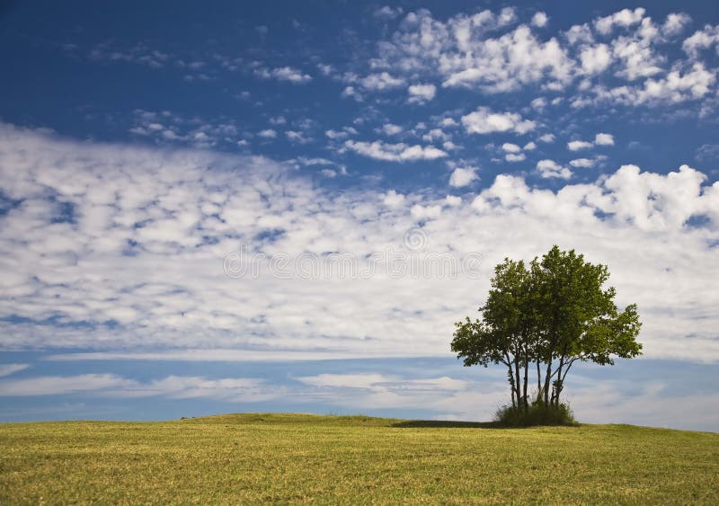 Lone Tree On Top Of Hill