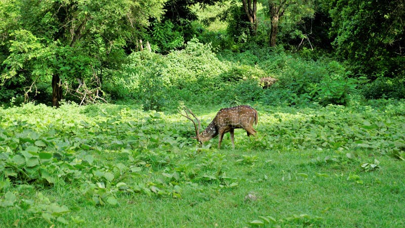 Lone wild horned Spotted or axis deer grazing in forest of the Bandipur mudumalai Ooty Road, India. Beautiful eye catching beauty