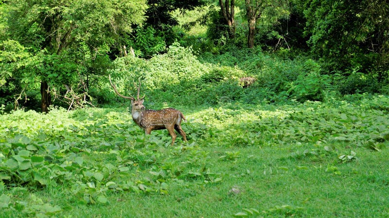 Lone wild horned Spotted or axis deer grazing in forest of the Bandipur mudumalai Ooty Road, India. Beautiful eye catching beauty