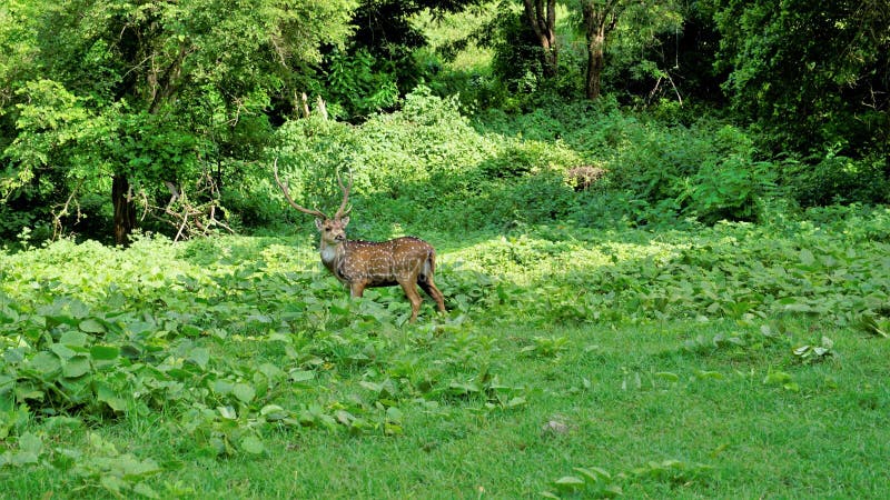 Lone wild horned Spotted or axis deer grazing in forest of the Bandipur mudumalai Ooty Road, India. Beautiful eye catching beauty