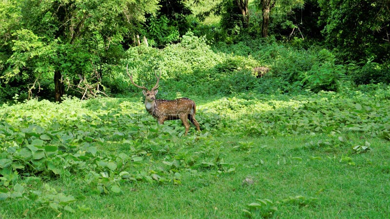 Lone wild horned Spotted or axis deer grazing in forest of the Bandipur mudumalai Ooty Road, India. Beautiful eye catching beauty