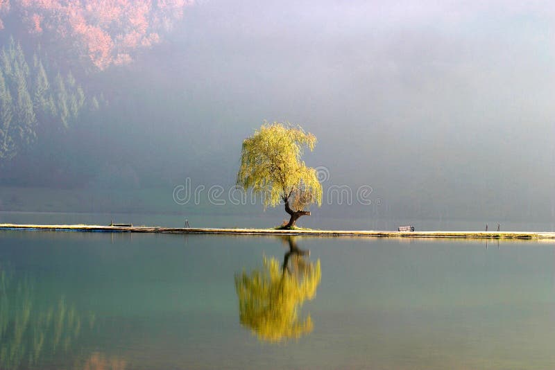 Lone willow tree stock photo