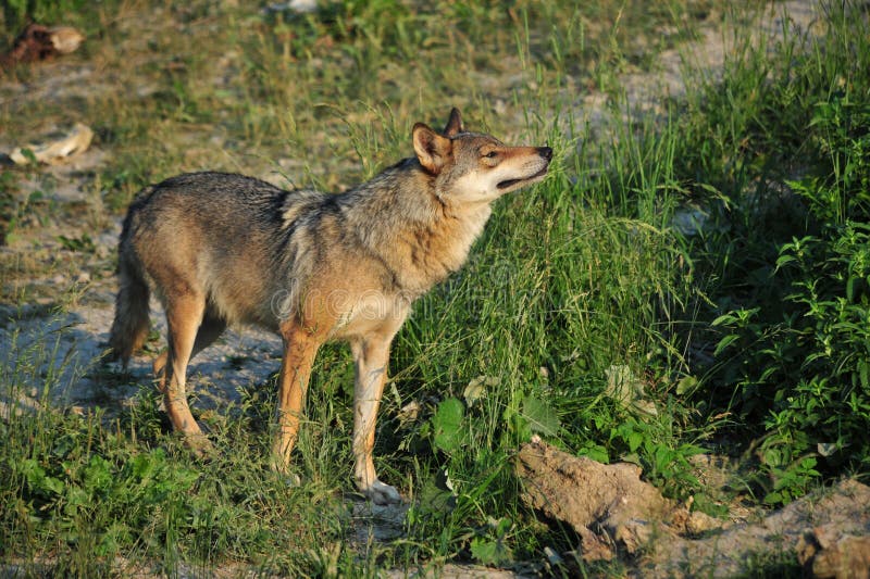 Wolf Looking into the Distance Stock Photo Image of honour, hunting
