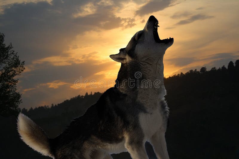 Lone wolf howls at sunset