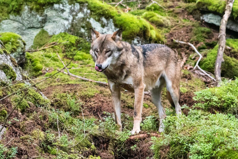 Lone Wolf Running in Autumn Forest Stock Image - Image of gray, grey ...