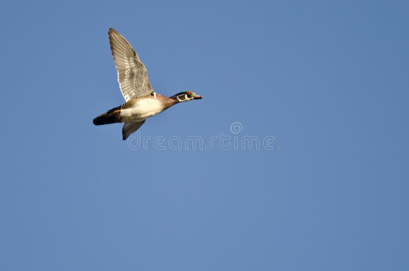 Lone Wood Duck Flying in a Blue Sky Stock Photo Image of bird, blue