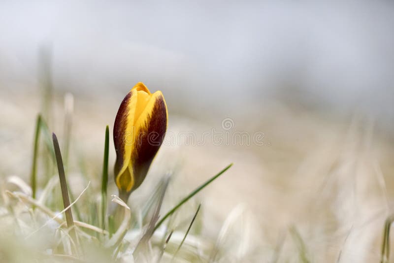 A lone yellow Crocus in spring,natural background