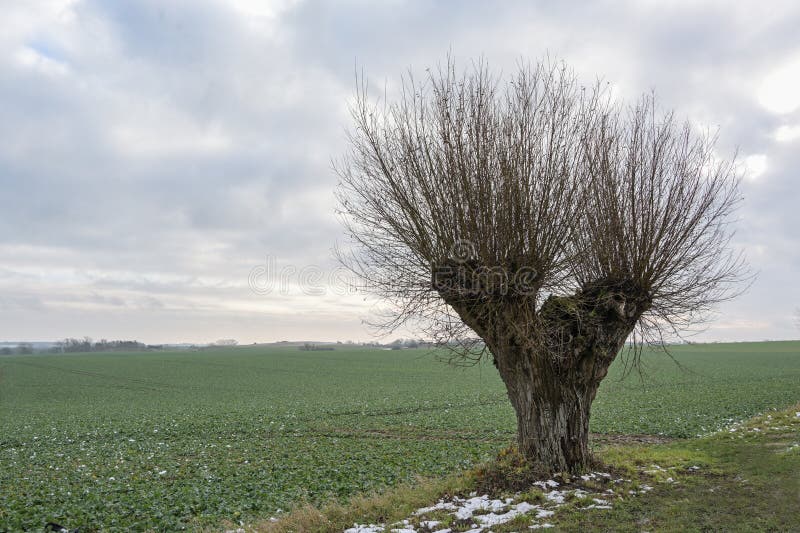 Loneley trimmed pollarded willow tree with rough bark and long shoots at the edge of the field under a cloudy sky in cold wet weather, copy space, selected focus