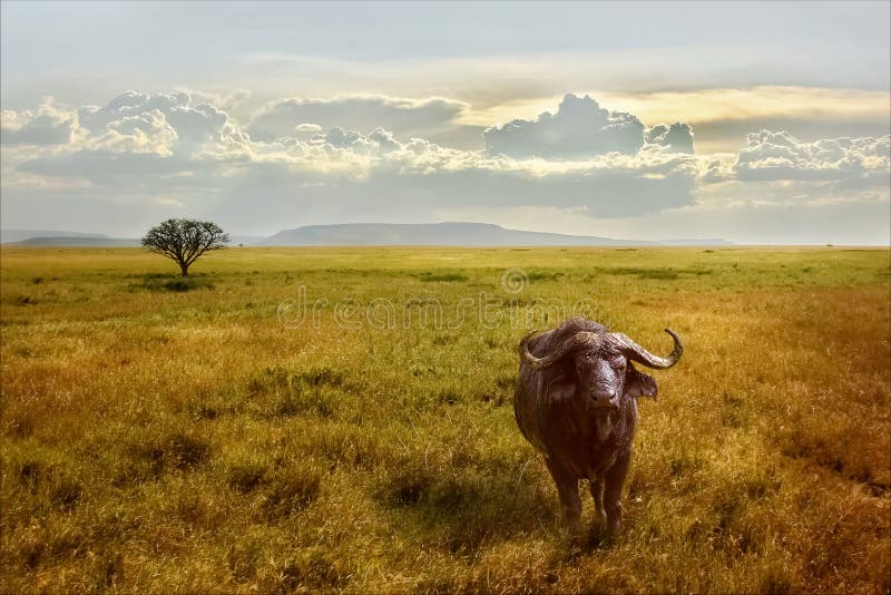 A lonely African buffalo in the Serengeti National Park against the backdrop of a beautiful sunset sky. Africa. royalty free stock photo A lonely African buffalo in the Serengeti National Park against the backdrop of a beautiful sunset sky. Africa. royalty free stock photo