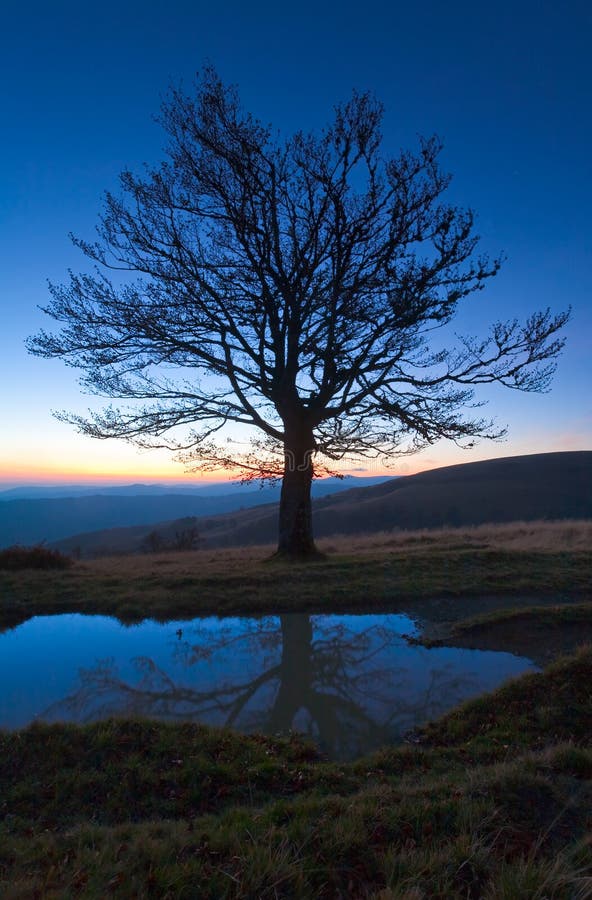 Lonely autumn naked tree on night mountain top