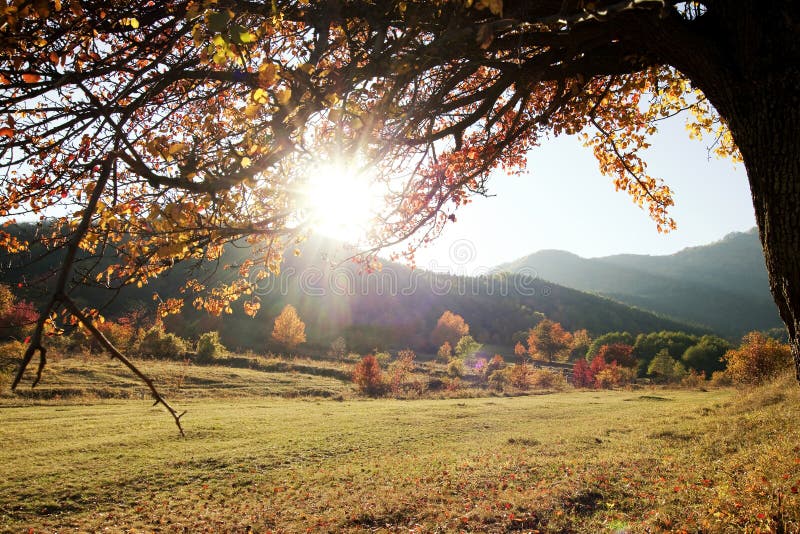 Lonely beautiful autumn tree