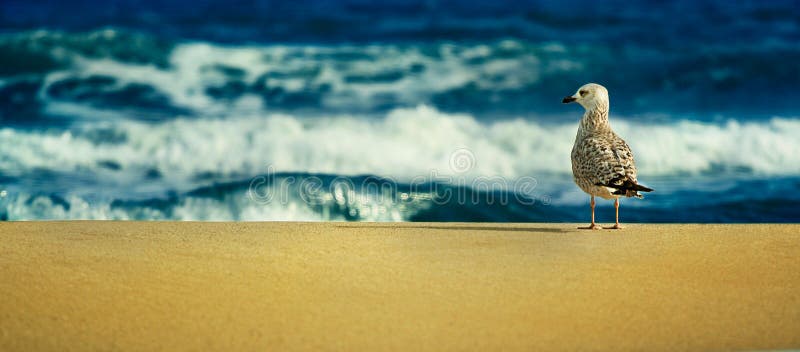 Lonely Birds stock images Lonely Birds stock images