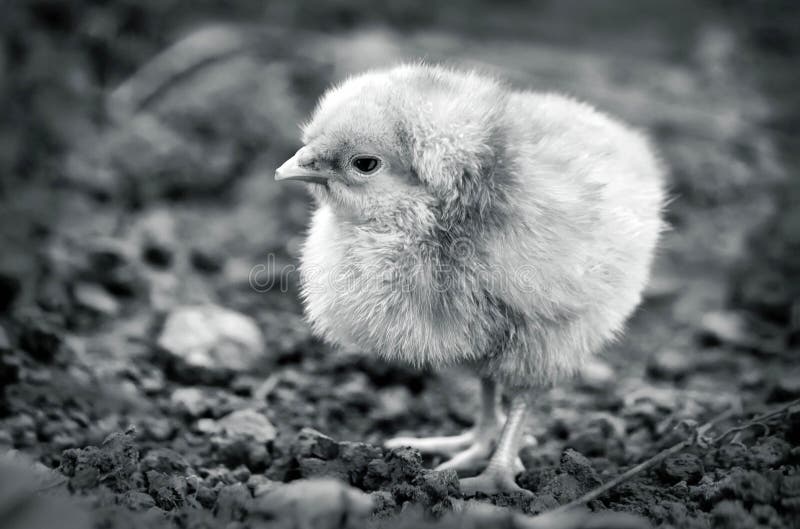 851 Lonely Chicken Stock Photos Free & RoyaltyFree Stock Photos from