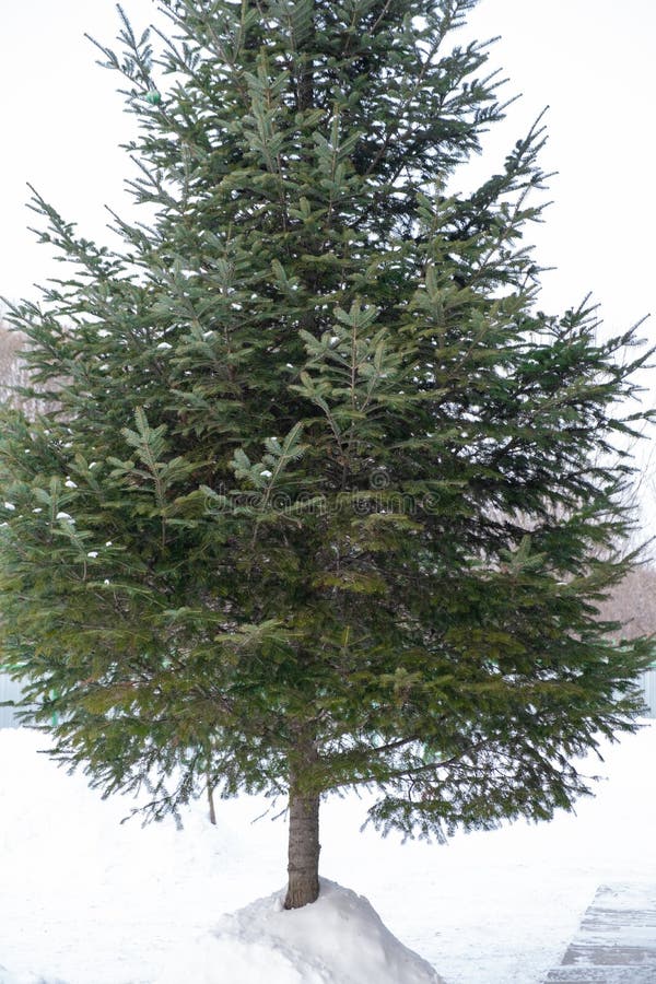 A lonely Christmas tree in a haystack of white snow in a Russian village royalty free stock image