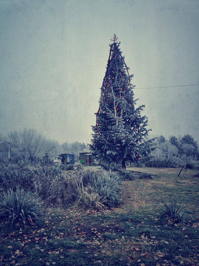 Lonely Christmas Tree royalty free stock images