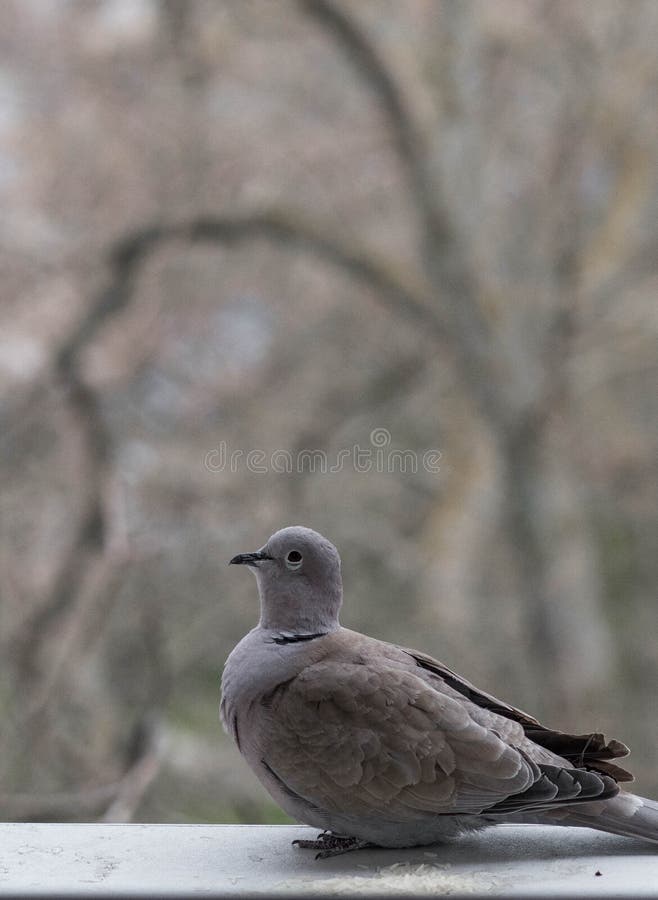 The lonely course, pigeon on eaves outside the window, the gray course, a pigeon outside the window, a turtle-dove a bird family royalty free stock image The lonely course, pigeon on eaves outside the window, the gray course, a pigeon outside the window, a turtle-dove a bird family royalty free stock image