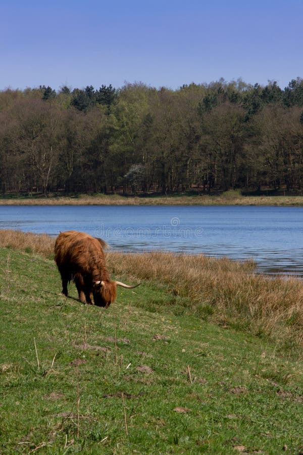 Lonely cow at the lake stock photo. Image of cattle, bull 28483996