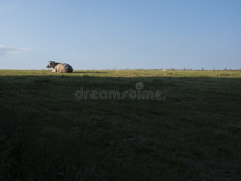 Cow lies in evening landscape between La Roche and Bastogne in the belgian Ardennes. Cow lies in evening landscape between La Roche and Bastogne in the belgian Ardennes
