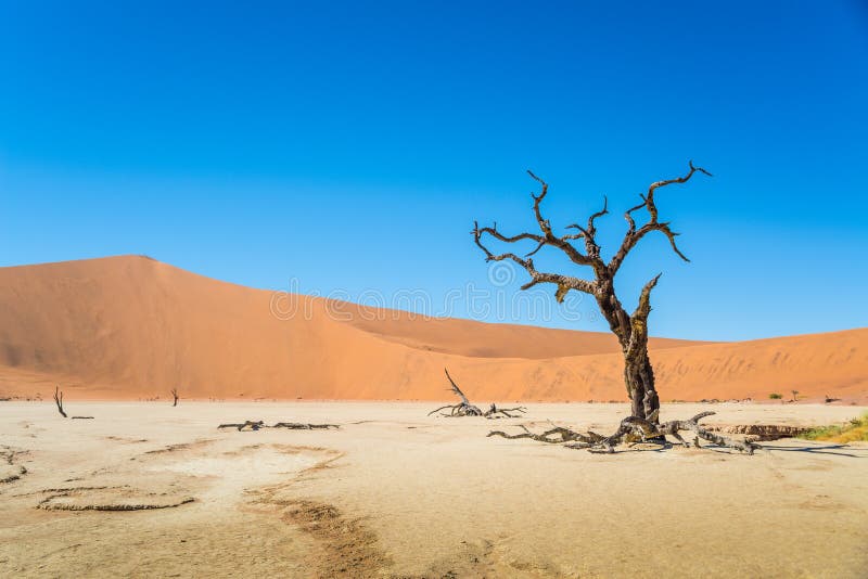 Lonely and dead tree in Deadvlei, with Dune 7
