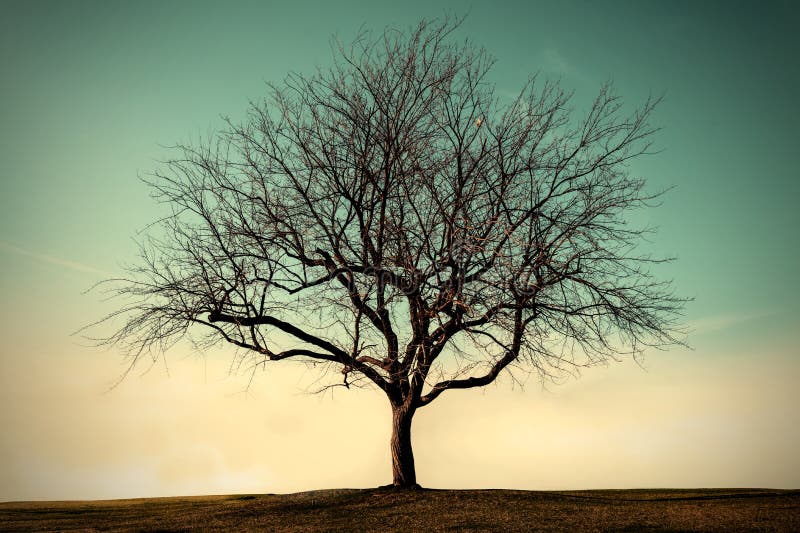 Lonely dead tree with sky