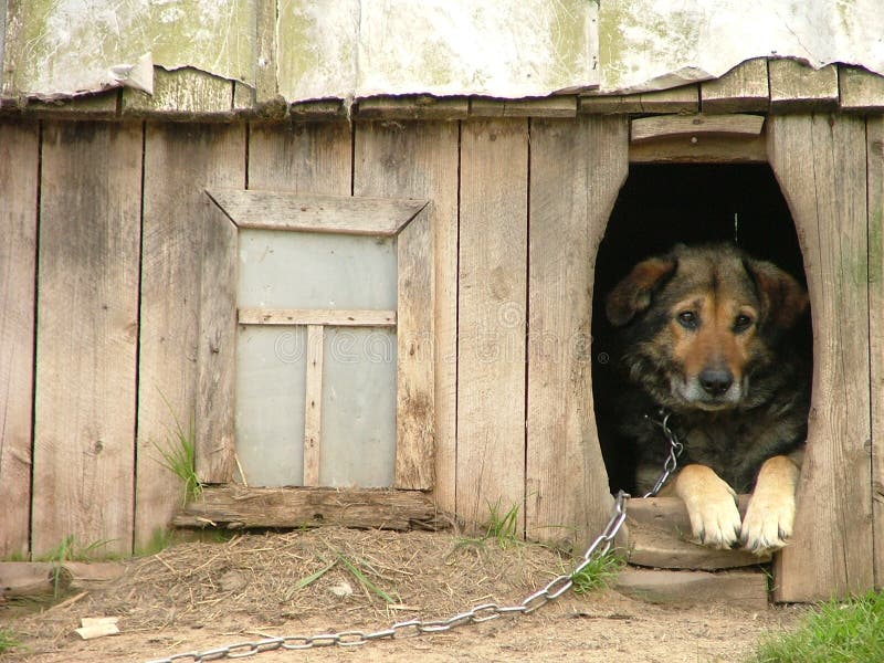 Lonely dog