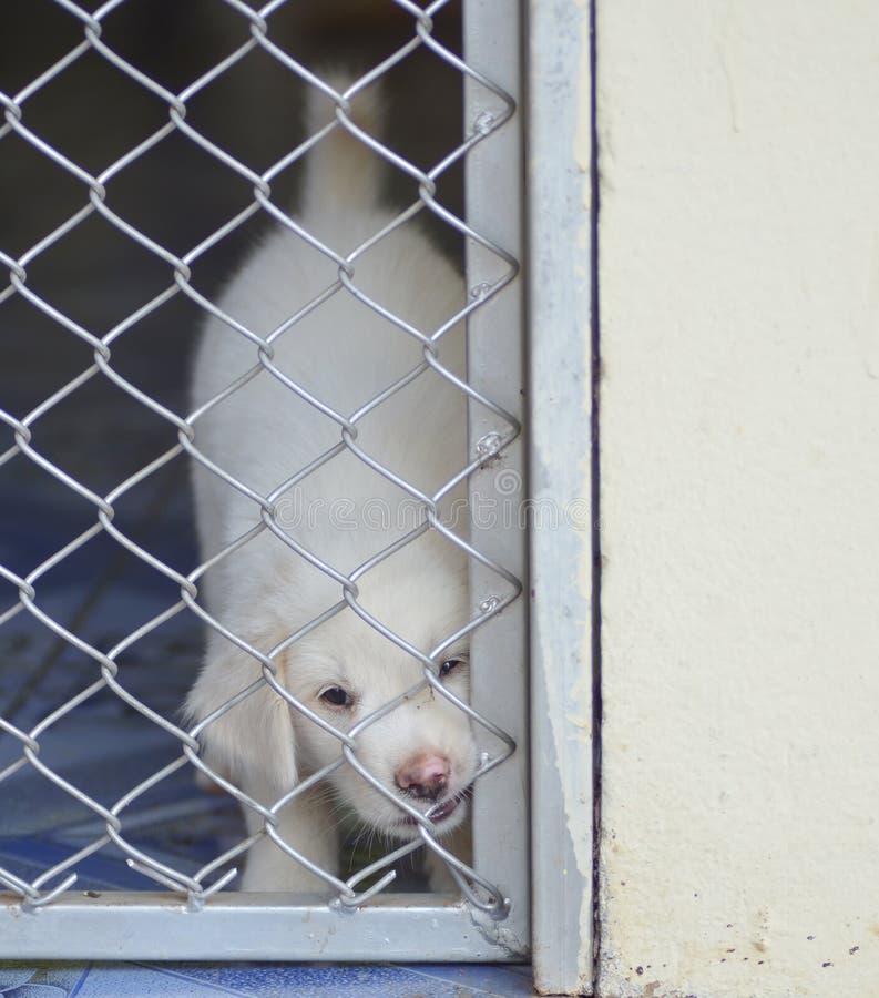 Lonely dog in cage stock image. Image of gate, door, puppy 32524159