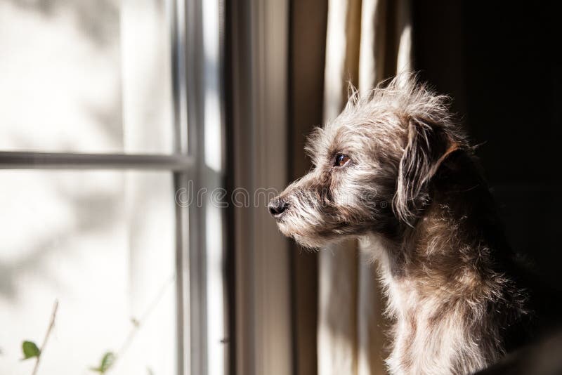 Lonely Dog Looking Out Window