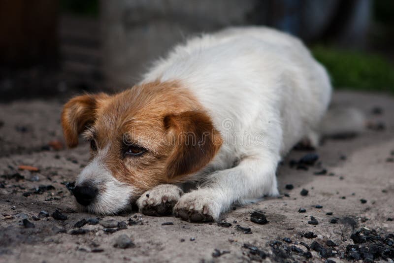 Lonely dog stock image. Image of sadness, eyes, separation 33639203