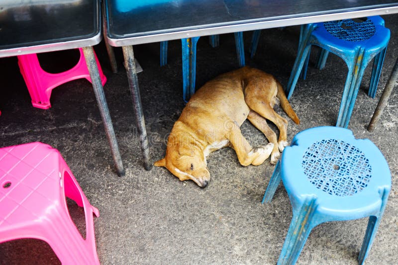 Dod Sleeps Stock Photos Free & RoyaltyFree Stock Photos from Dreamstime