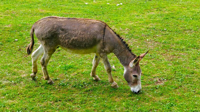 Lonely donkey grazing on fresh green pasture