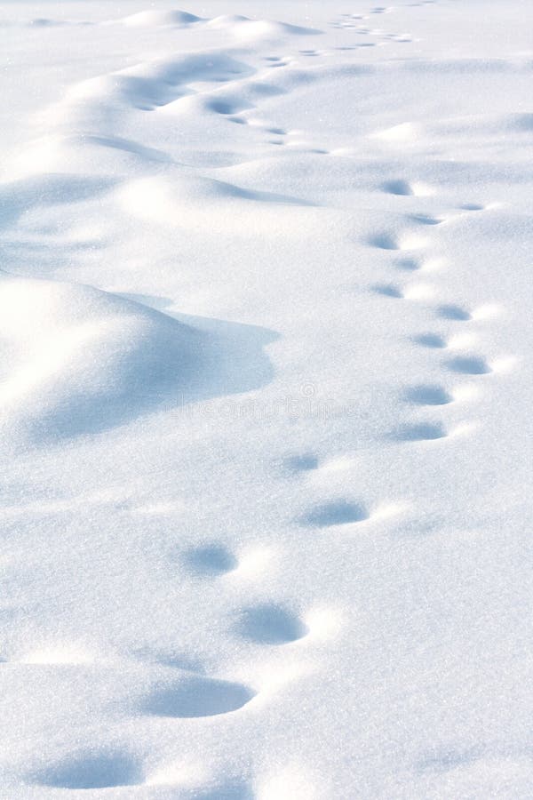 Lonely drifted tracks on white snow